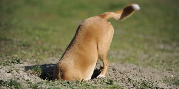 My dog is hot sale digging the floor